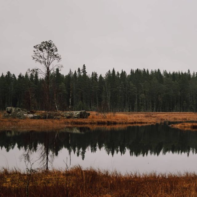 Bäume spiegeln sich auf der ruhigen Wasseroberfläche