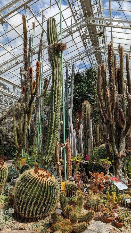 Kakteen in einem Glashaus im botanischen Garten