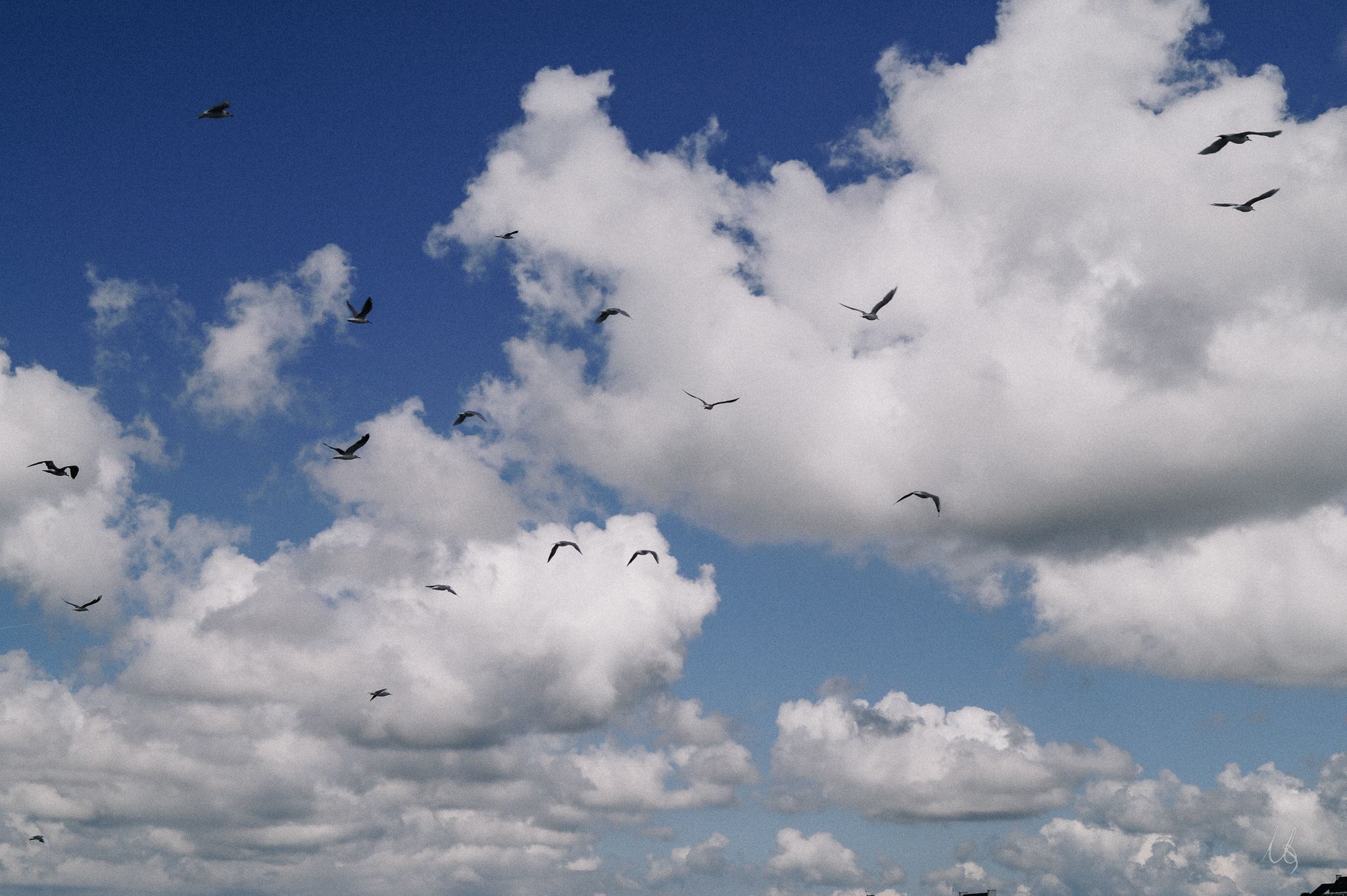 Möwen vor wolkigem Himmel