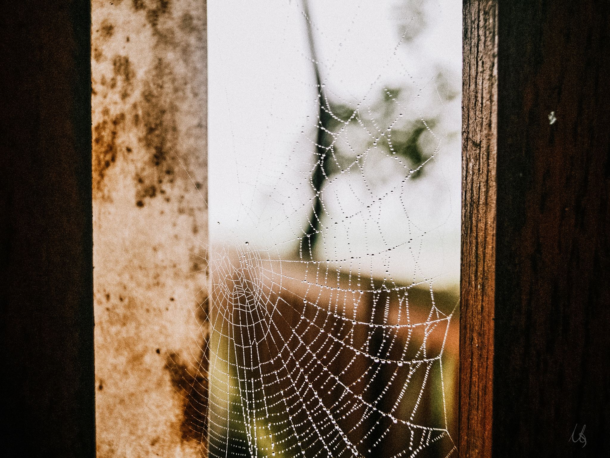 Spinnennetz in einem Fensterrahmen