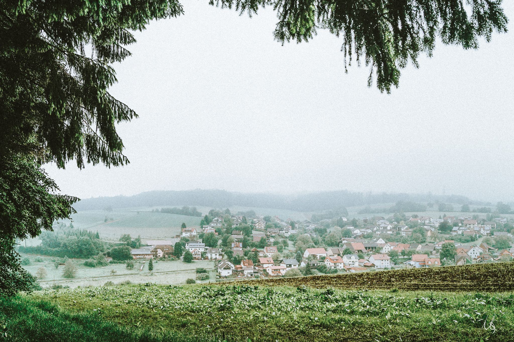 Blick aus dem Wald heraus auf Haag