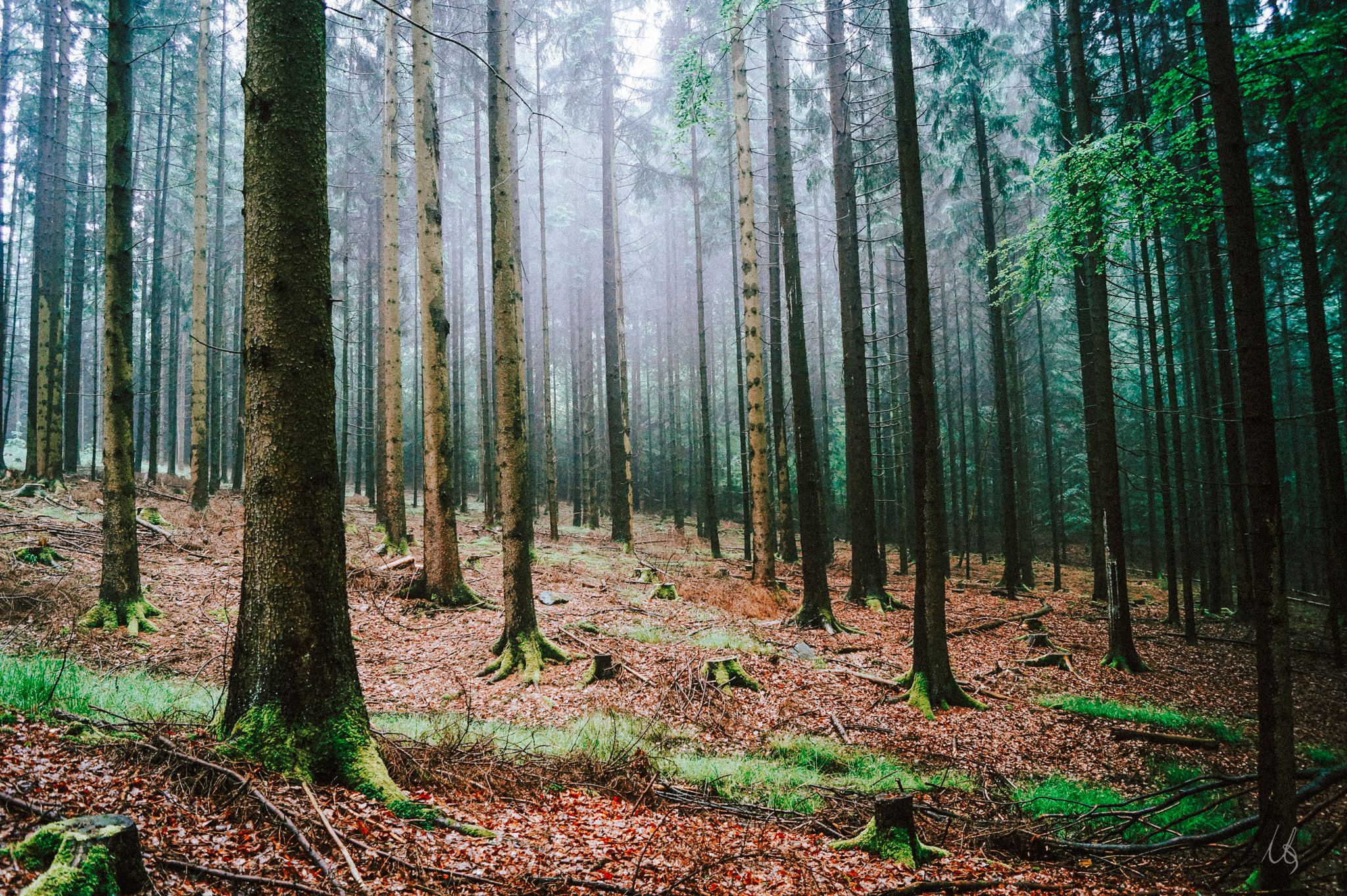 Wald in Haag mit moosigem Boden und hohen Bäumen
