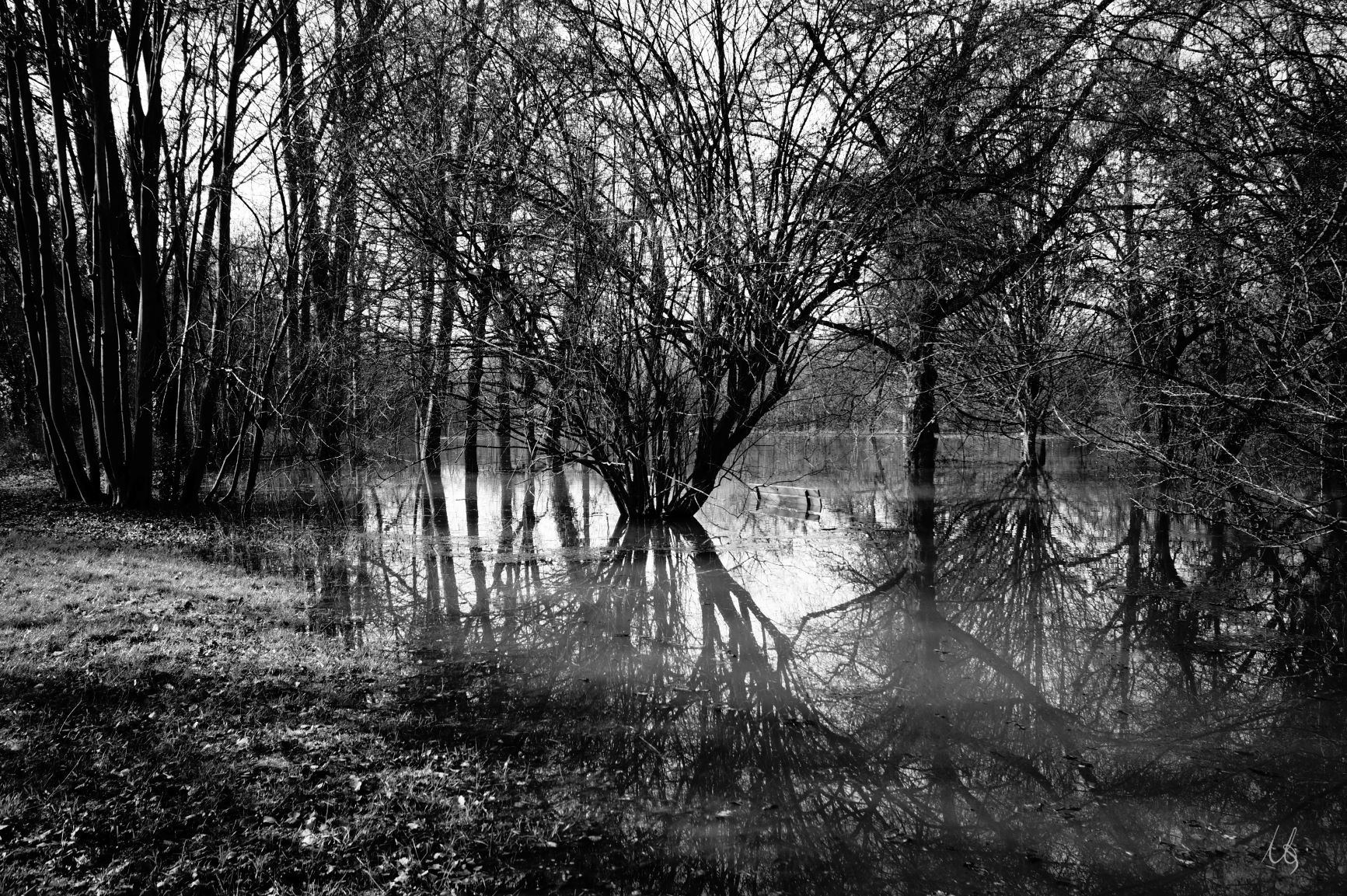Eine Hasel spiegelt sich im Hochwasser im Waldpark