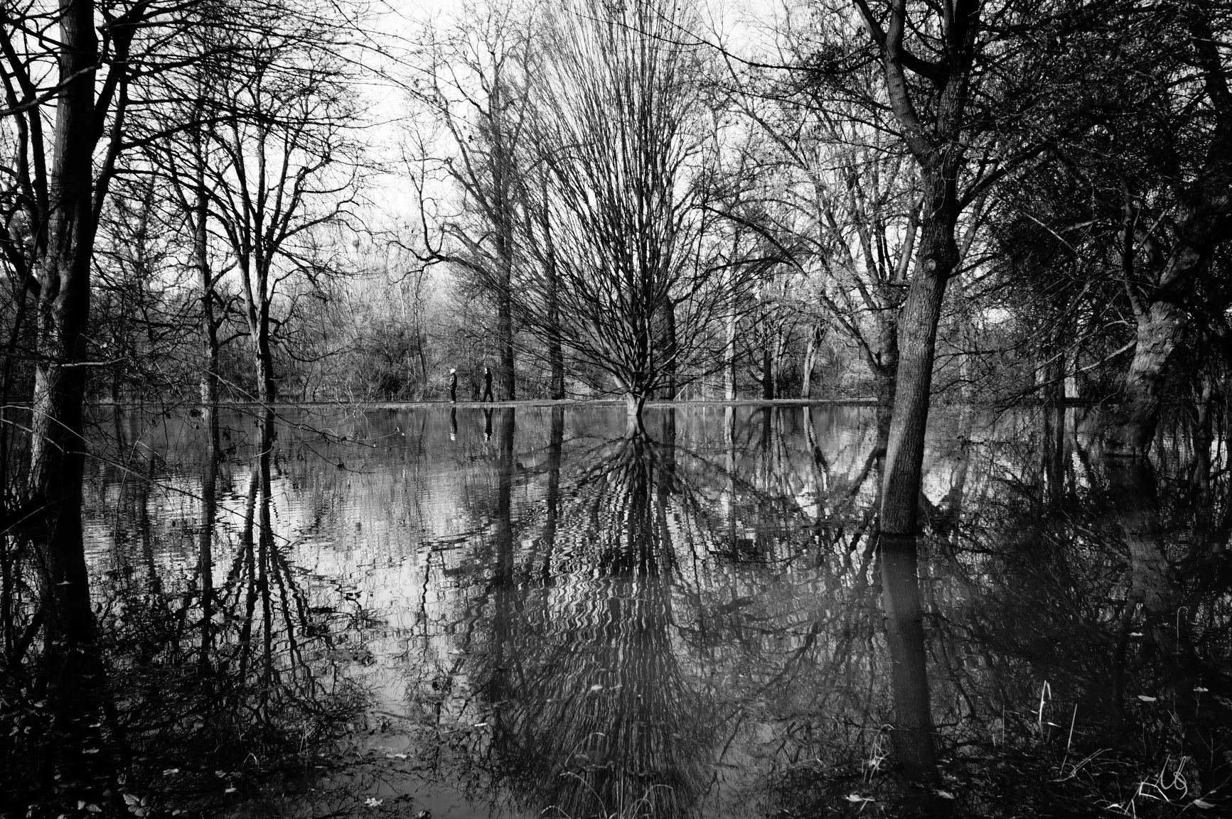 Ein großer Baum spiegelt sich im Hochwasser im Waldpark