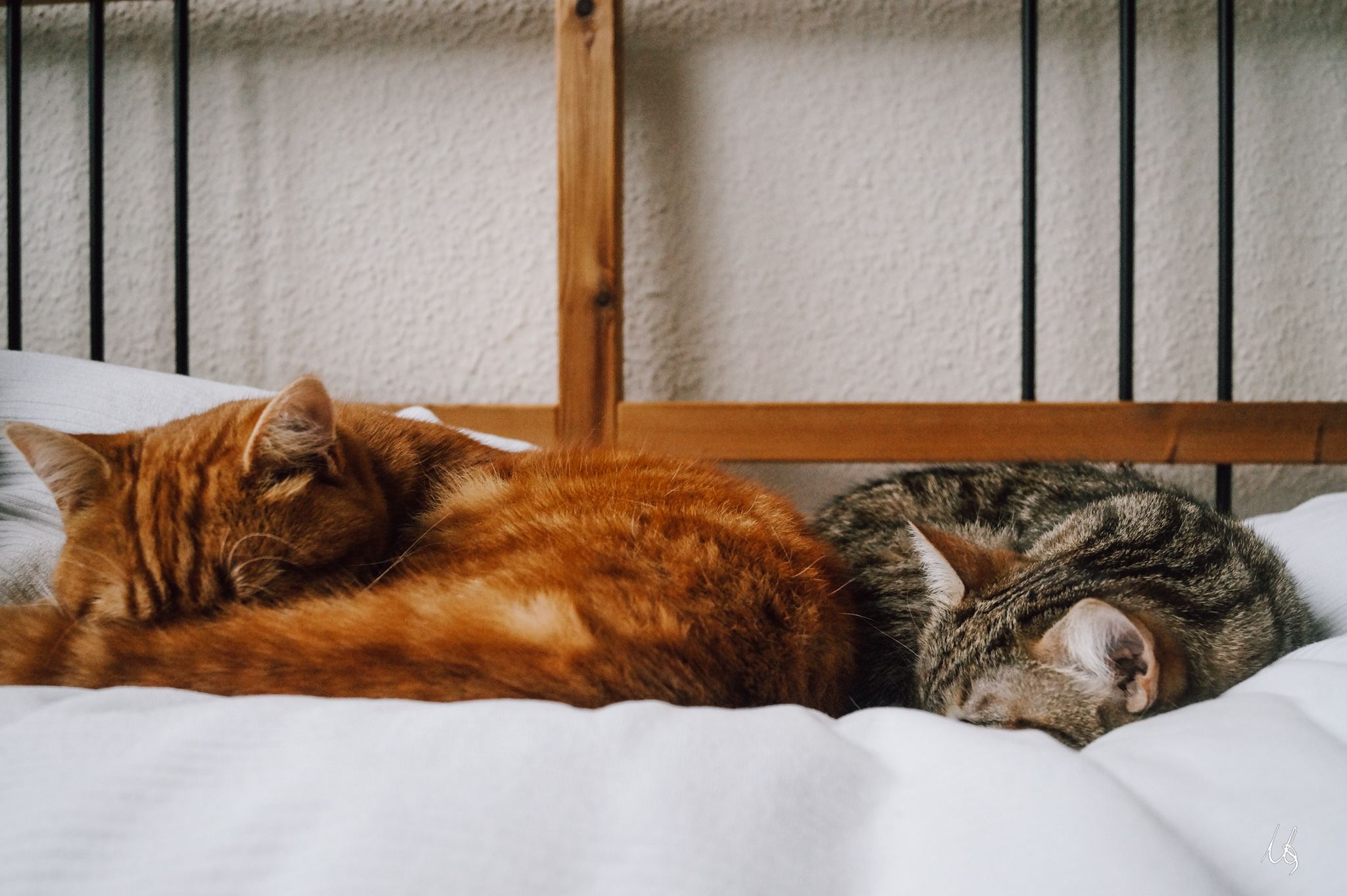 Ein Kater und eine Katze schlafen nebeneinander
