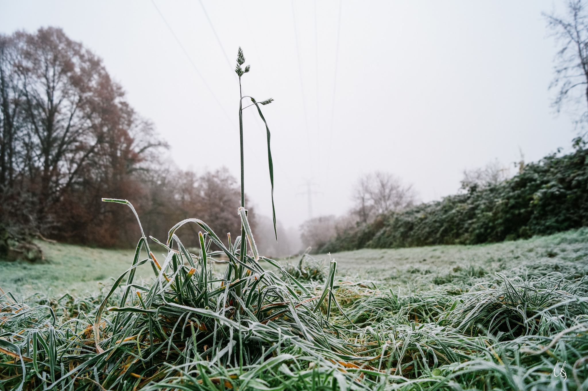 Nahaufnahme einer Pflanze im Frost im Waldpark