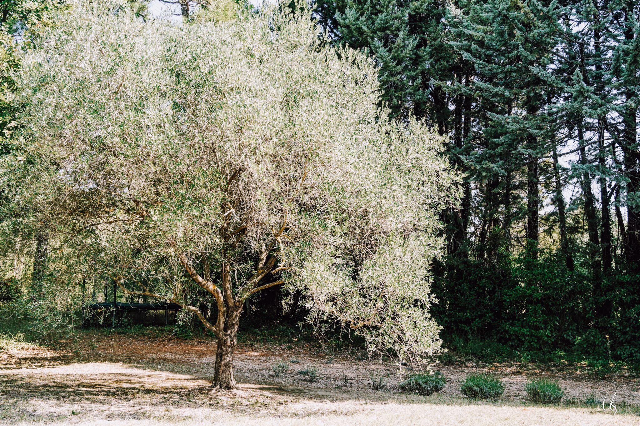 Ein einzelner Olivenbaum im Garten