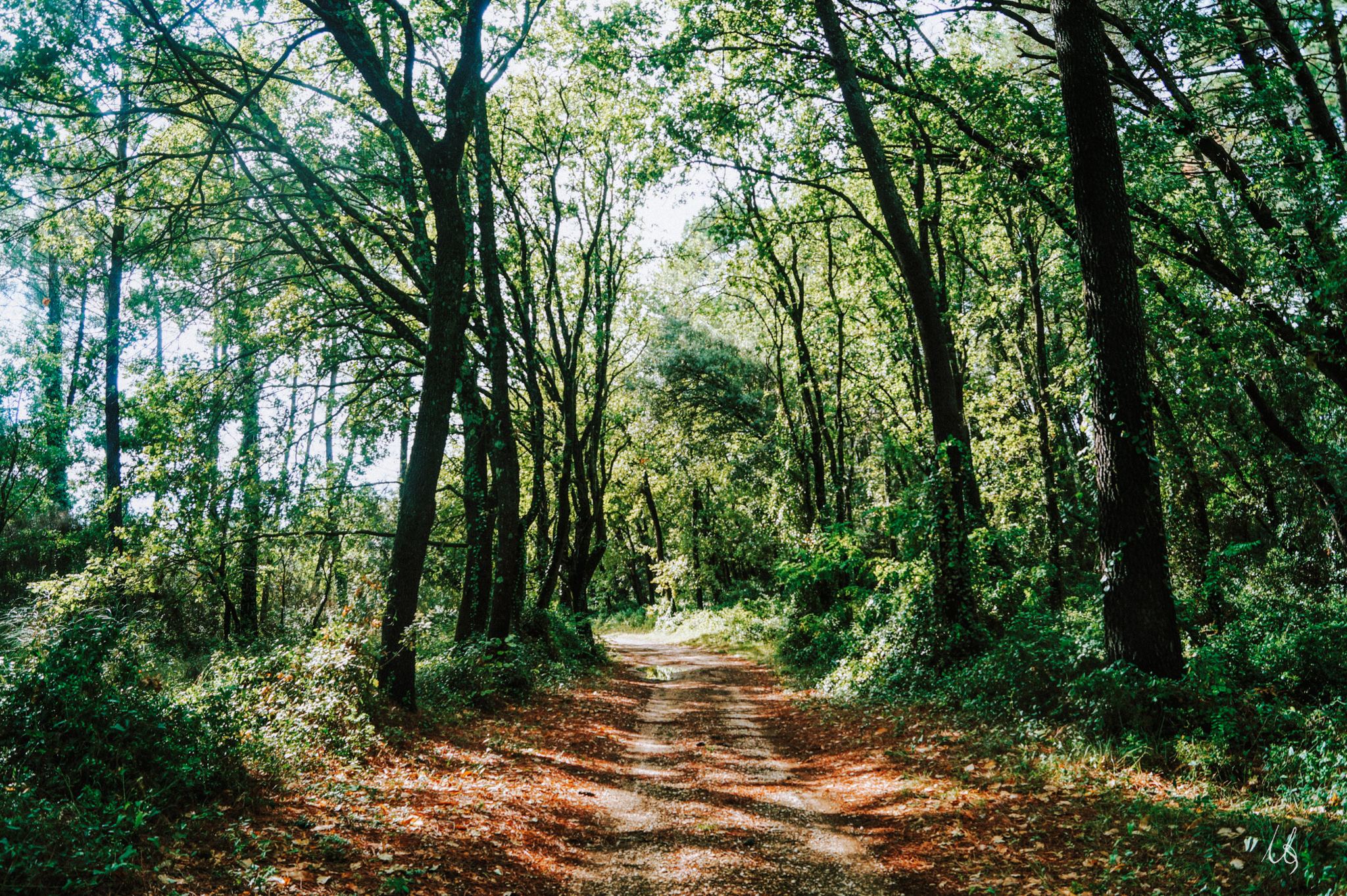 Waldweg im südfranzösischen Licht