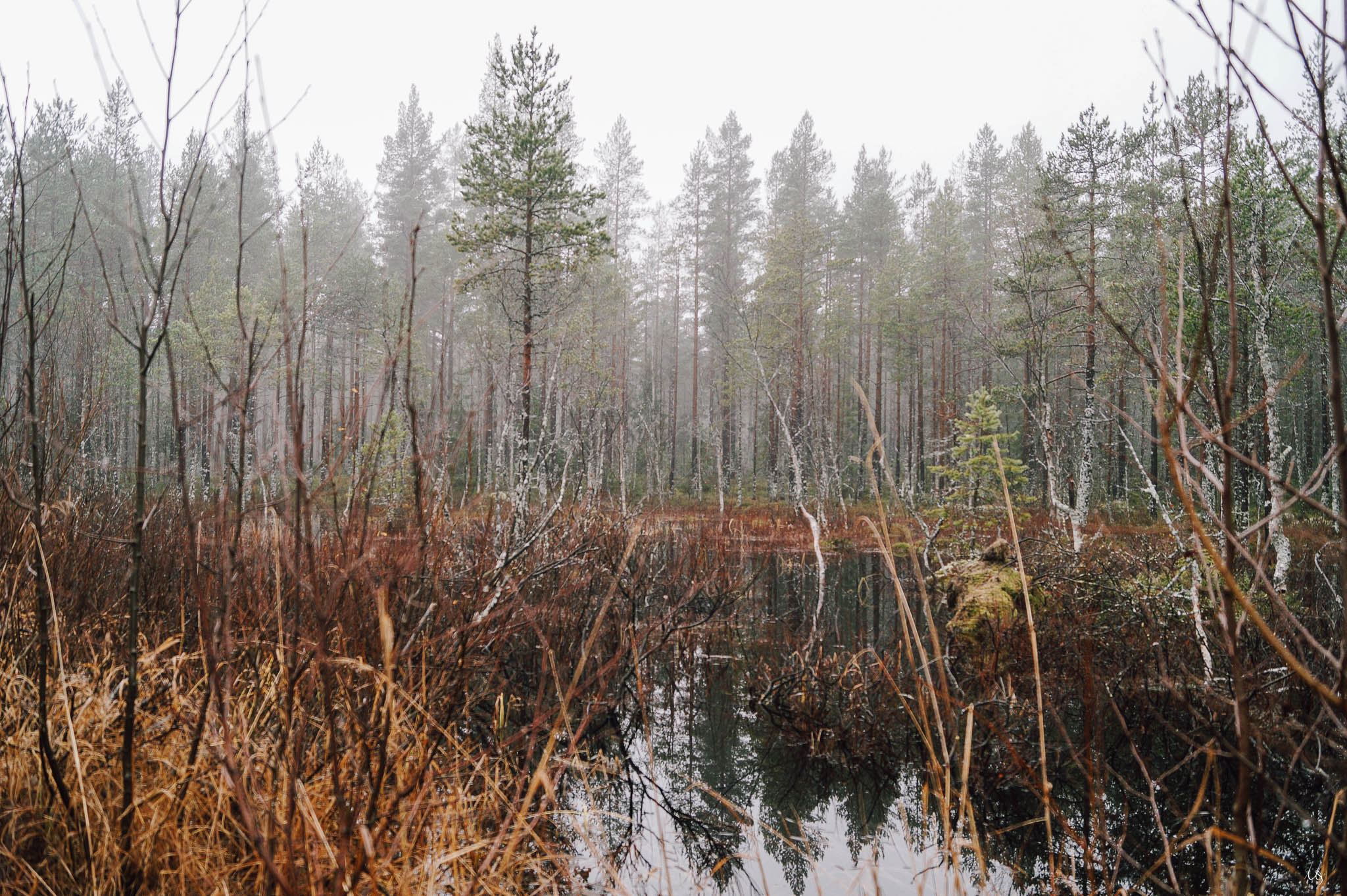 Sumpfiger Waldboden im Grössjöns