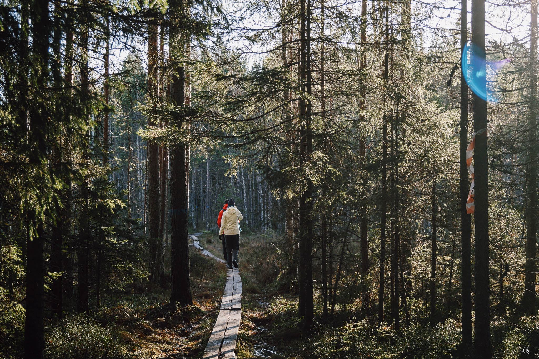 Menschen wandern auf Holzbalken durch den Wald